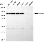 SRPK2 Antibody in Western Blot (WB)