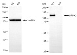 SRPK2 Antibody in Western Blot (WB)