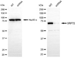 SRP72 Antibody in Western Blot (WB)