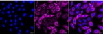 SQSTM1 Recombinant Rabbit Monoclonal Antibody (25GB3255)