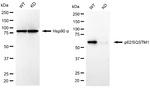 SQSTM1 Antibody in Western Blot (WB)