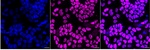 SP1 Monoclonal Antibody (24GB7095)