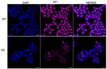SP1 Antibody in Immunocytochemistry (ICC/IF)