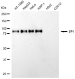 SP1 Antibody in Western Blot (WB)
