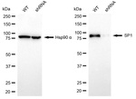 SP1 Antibody in Western Blot (WB)