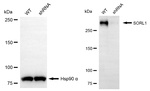 SORL1 Antibody in Western Blot (WB)