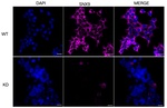 SNX9 Antibody in Immunocytochemistry (ICC/IF)