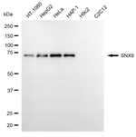 SNX9 Antibody in Western Blot (WB)