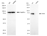 SNX9 Antibody in Western Blot (WB)