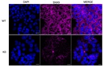 SNX9 Antibody in Immunocytochemistry (ICC/IF)