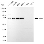 SNX9 Antibody in Western Blot (WB)