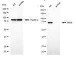 SNX9 Antibody in Western Blot (WB)