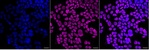 SNRPC Recombinant Rabbit Monoclonal Antibody (25GB4570)