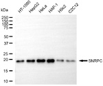 SNRPC Antibody in Western Blot (WB)
