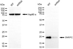 SNRPC Antibody in Western Blot (WB)