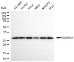SNRPA1 Antibody in Western Blot (WB)