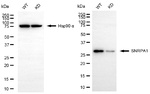 SNRPA1 Antibody in Western Blot (WB)