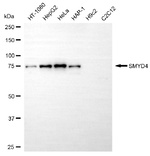 SMYD4 Antibody in Western Blot (WB)