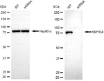 SMYD4 Antibody in Western Blot (WB)