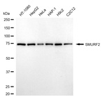 SMURF2 Monoclonal Antibody (24GB7225)