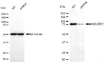 SMURF2 Antibody in Western Blot (WB)
