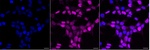 SLBP Recombinant Rabbit Monoclonal Antibody (25GB4485)