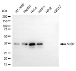 SLBP Antibody in Western Blot (WB)