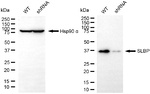 SLBP Antibody in Western Blot (WB)