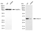 SIRT5 Antibody in Western Blot (WB)