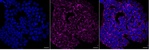 SIRT3 Recombinant Rabbit Monoclonal Antibody (25GB4480)