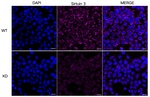 SIRT3 Antibody in Immunocytochemistry (ICC/IF)