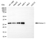 SIRT3 Antibody in Western Blot (WB)