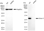 SIRT3 Antibody in Western Blot (WB)
