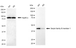 SERPINB1 Antibody in Western Blot (WB)