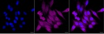 SERPINB1 Monoclonal Antibody (24GB6545)