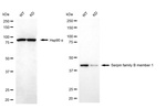 SERPINB1 Antibody in Western Blot (WB)