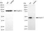 Septin-7 Antibody in Western Blot (WB)