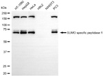 SENP1 Antibody in Western Blot (WB)