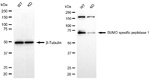 SENP1 Antibody in Western Blot (WB)