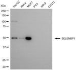 SELENBP1 Monoclonal Antibody (24GB13995)