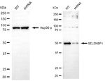 SELENBP1 Antibody in Western Blot (WB)