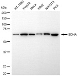 SDHA Recombinant Rabbit Monoclonal Antibody (25GB2180)