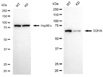 SDHA Antibody in Western Blot (WB)