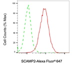 SCAMP2 Antibody in Flow Cytometry (Flow)