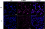 SCAMP2 Monoclonal Antibody (25GB5770)