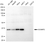 SCAMP2 Antibody in Western Blot (WB)