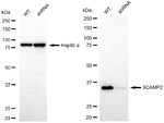 SCAMP2 Antibody in Western Blot (WB)
