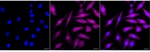 SBDS Recombinant Rabbit Monoclonal Antibody (25GB3180)