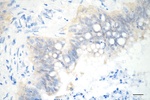 SBDS Antibody in Immunohistochemistry (Paraffin) (IHC (P))