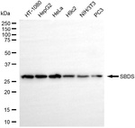 SBDS Antibody in Western Blot (WB)